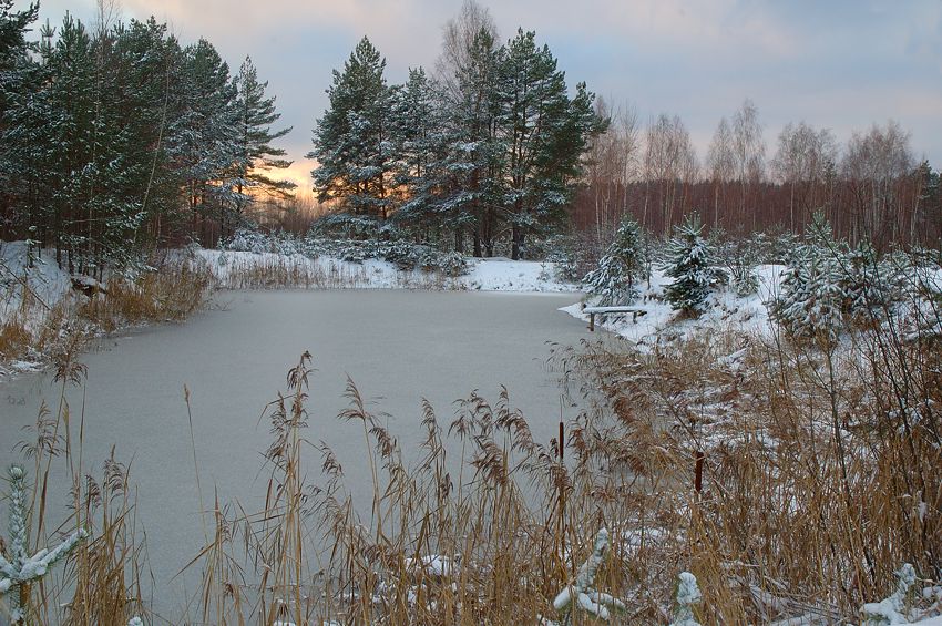 photo "Camomiles have hidden..." tags: landscape, nature, flowers, winter