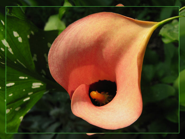 photo "Calla  "Cameo"" tags: nature, flowers