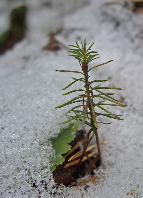 photo "I shall be a pine!" tags: nature, macro and close-up, flowers