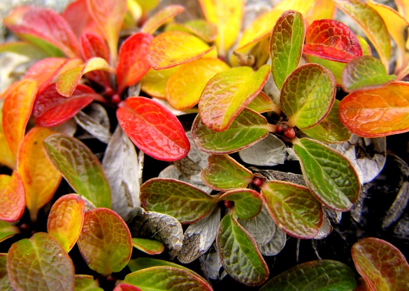 фото "Fall Colours" метки: природа, макро и крупный план, цветы