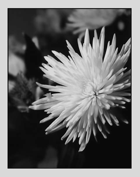 photo "The portret of the Hrizantem" tags: nature, black&white, flowers