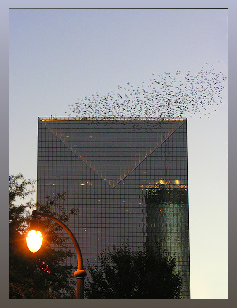 photo "Birds... (a triller :) )" tags: architecture, nature, landscape, 