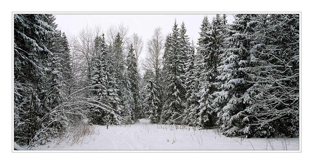 photo "Winter forest" tags: landscape, winter
