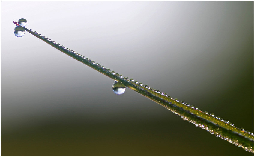 photo "Magic wand" tags: macro and close-up, nature, flowers