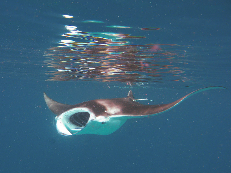 фото "Манта за обедом" метки: природа, подводные, дикие животные