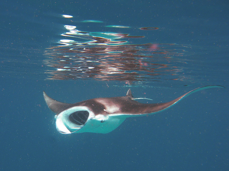 photo "Manta's lunch" tags: nature, underwater, wild animals