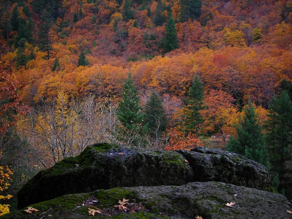 photo "Fall at its best" tags: landscape, forest