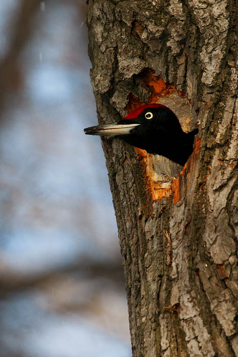 photo "New settler" tags: nature, wild animals