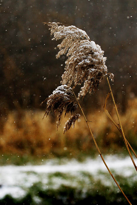 photo "First snow2" tags: nature, 