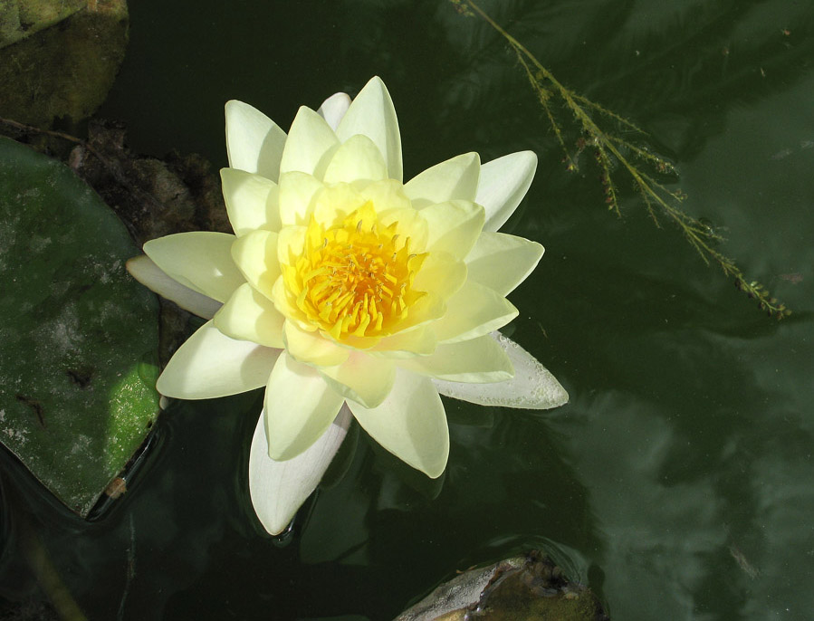 photo "Spanish lily" tags: nature, flowers