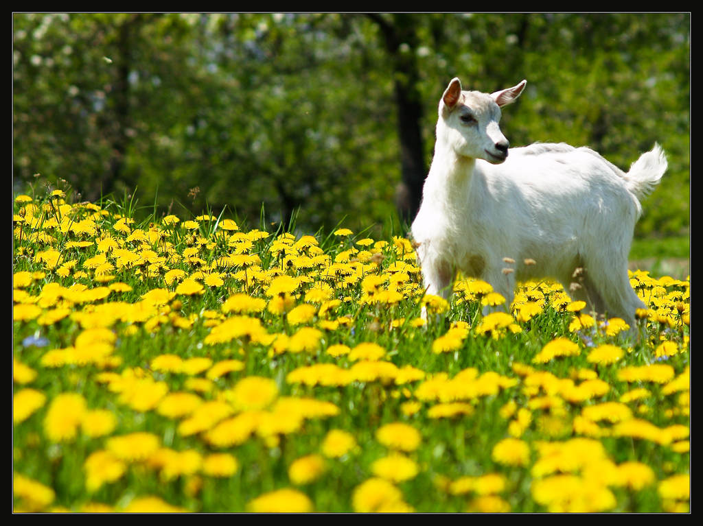 photo "Recalling Spring" tags: nature, landscape, pets/farm animals, spring