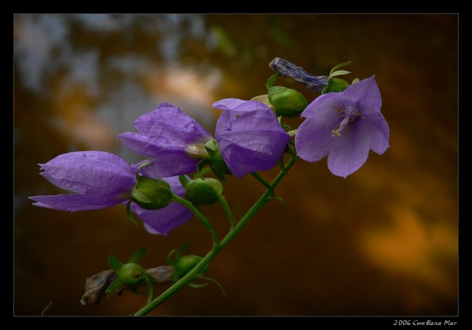 фото "Летняя мелодия" метки: природа, 