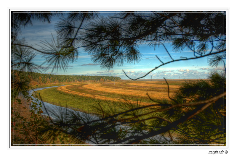 photo "Yugorskaya a valley" tags: landscape, forest