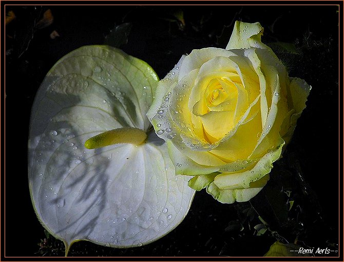 фото "fresh rose" метки: природа, макро и крупный план, цветы