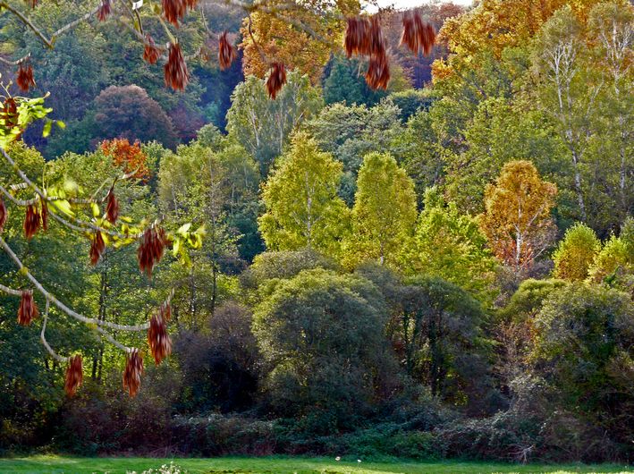 photo "Where is autumn ?" tags: landscape, autumn, forest