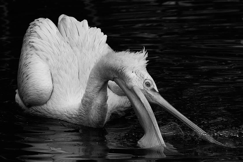 photo "Let's drink on a glass? Pour!" tags: nature, black&white, wild animals