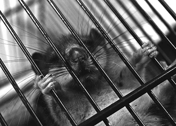 photo "Prisoner" tags: nature, portrait, wild animals