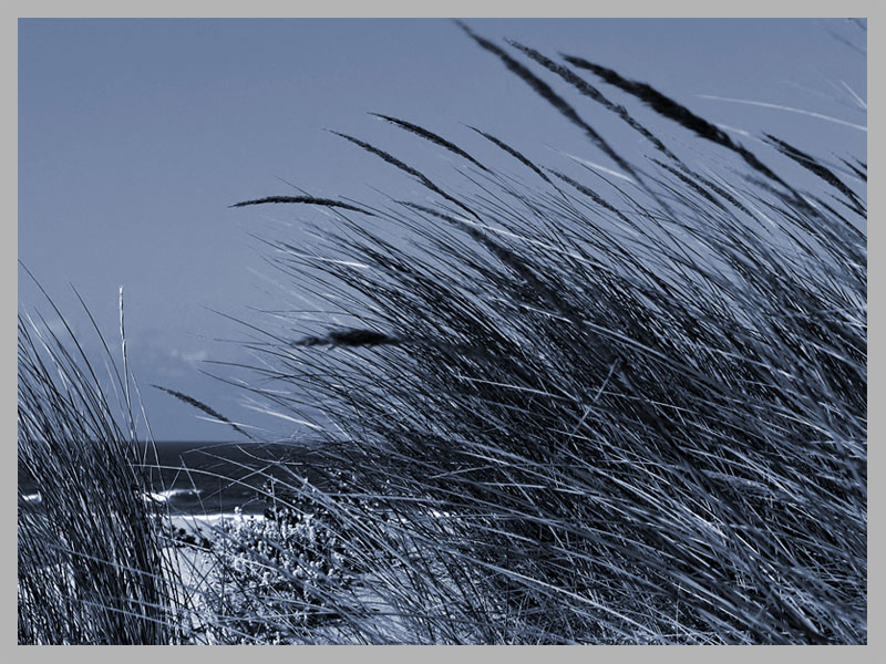 photo "windy grass" tags: nature, 