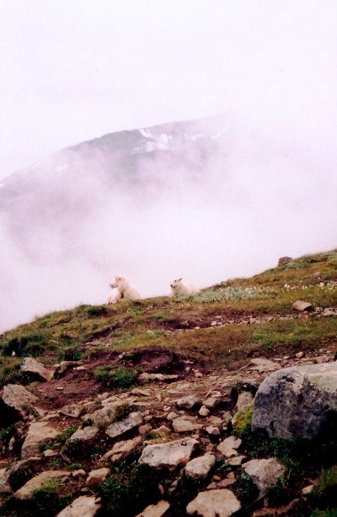 photo "а мы такие загораем" tags: landscape, nature, mountains, wild animals