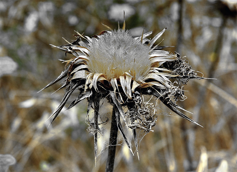 photo "The Old Lady" tags: nature, macro and close-up, flowers