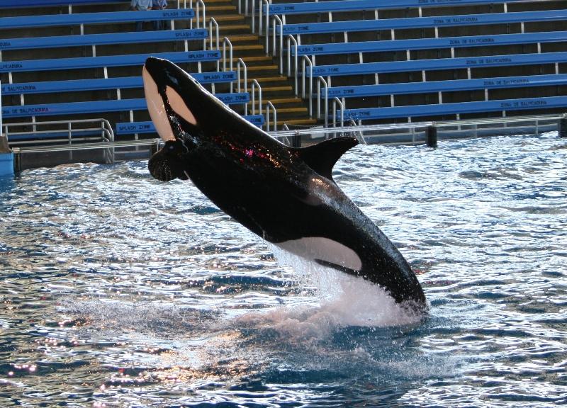 photo "Shamu's flight" tags: travel, reporting, North America