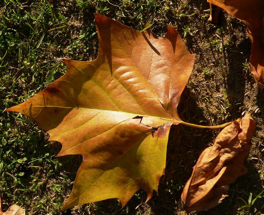 photo "Autumn" tags: landscape, nature, autumn, flowers