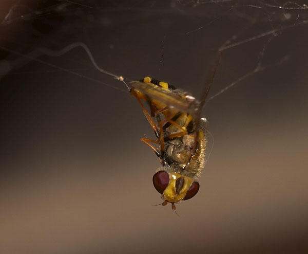 фото "Фатальная неосторожность" метки: макро и крупный план, природа, насекомое