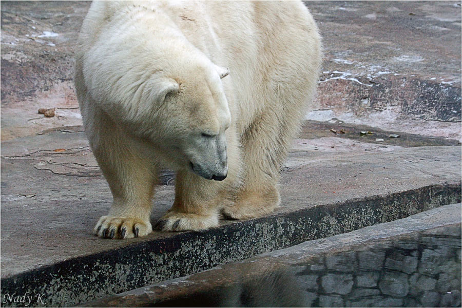 photo "The pool will freeze soon" tags: nature, wild animals