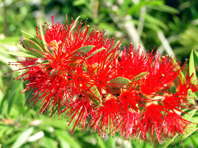 photo "Gaudy&sappY" tags: nature, macro and close-up, flowers