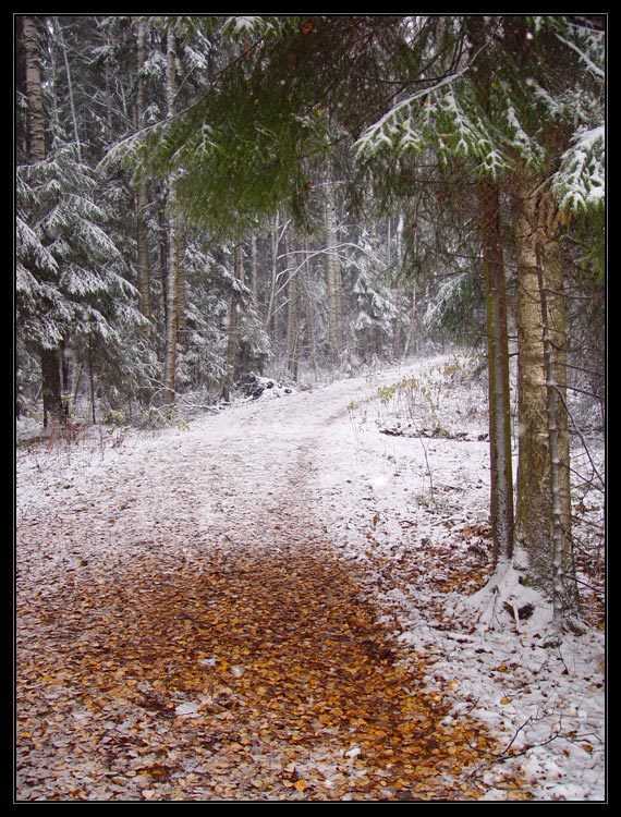 photo "The first snow 2" tags: landscape, forest, winter