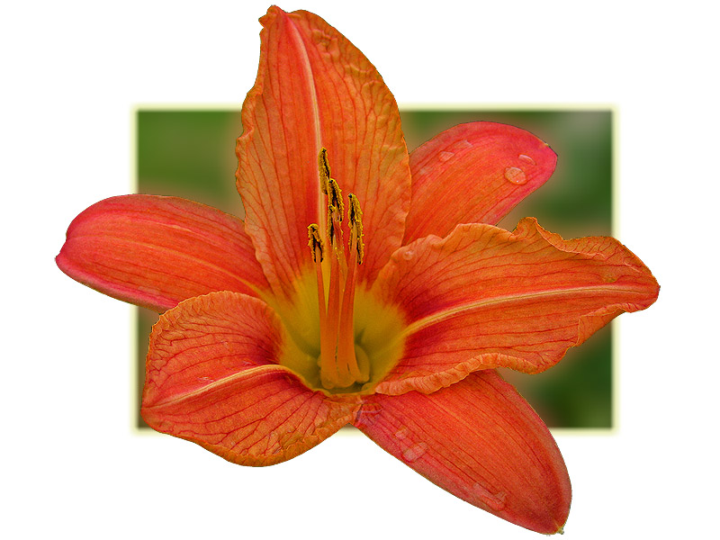 фото "Яркий оранжевый" метки: природа, макро и крупный план, цветы
