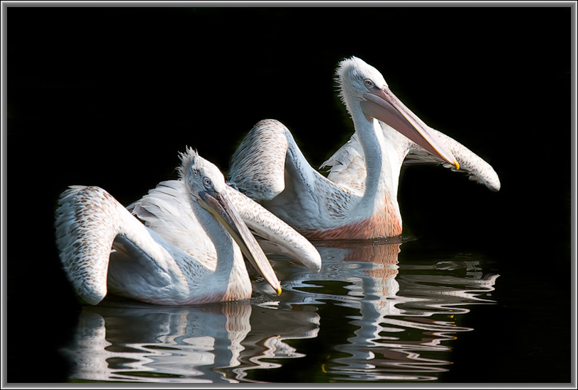 photo "Tango together." tags: nature, wild animals