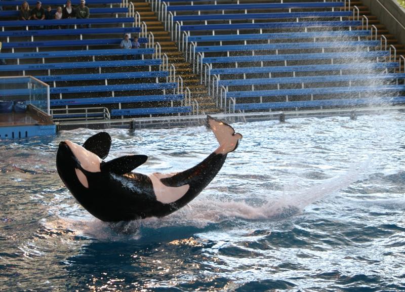 photo "Shamu's show 2" tags: travel, reporting, North America