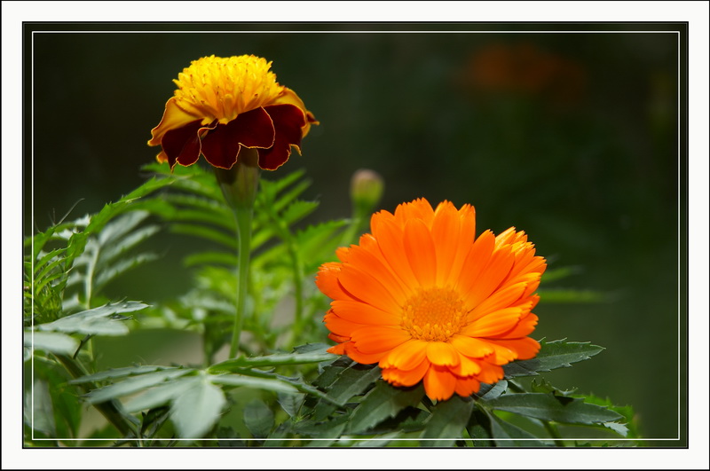 photo "Flowers of mum" tags: , 