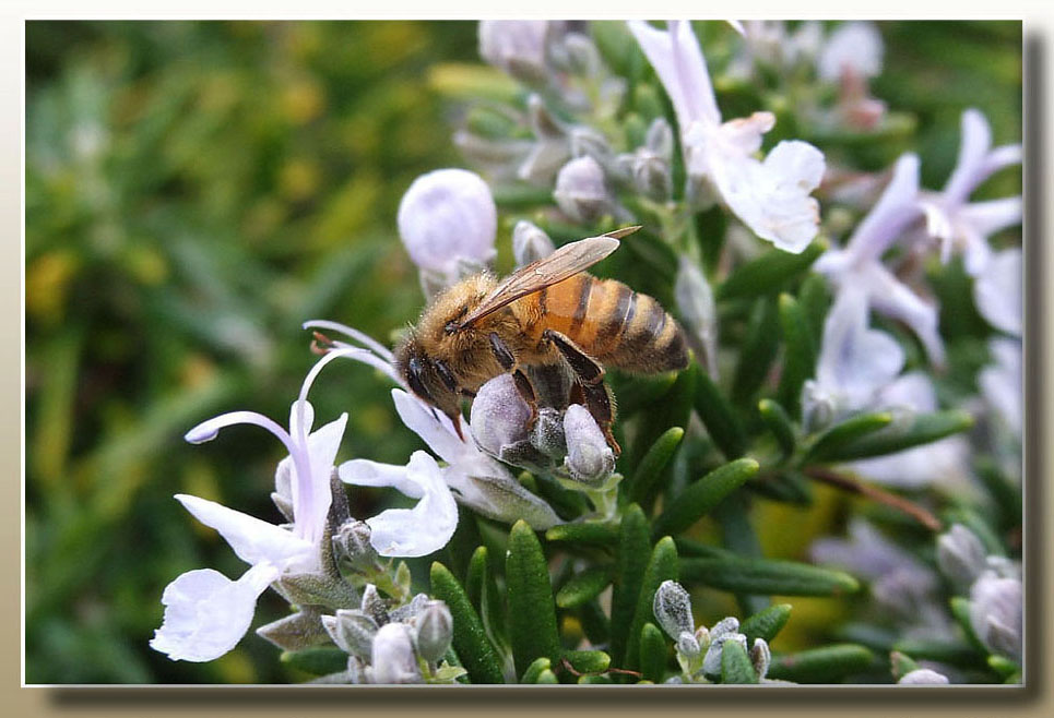 фото "Busy as a bee" метки: природа, насекомое