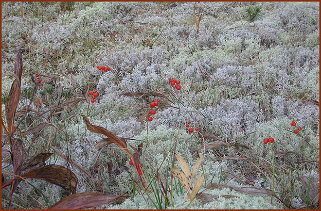 photo "Red Drops" tags: nature, landscape, flowers, forest