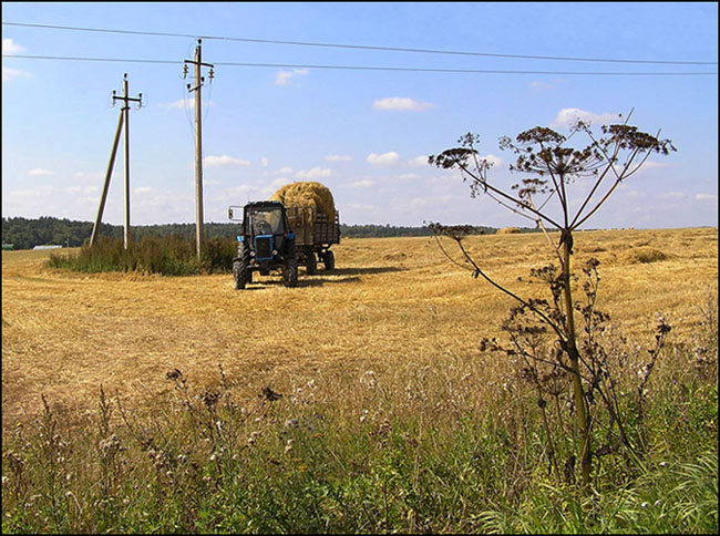 photo "Haymaking" tags: landscape, autumn