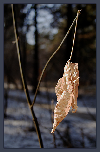 photo "***" tags: landscape, nature, autumn, flowers