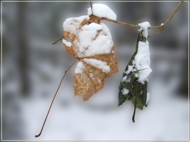 photo "Love forever" tags: landscape, winter