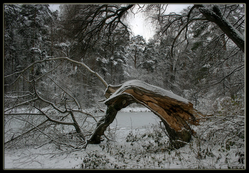 photo "Old fairy tale" tags: landscape, forest, winter