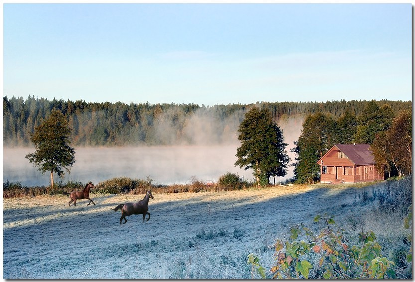 photo "The first freesing - A postcard for Maarit and Kai" tags: landscape, nature, autumn, pets/farm animals