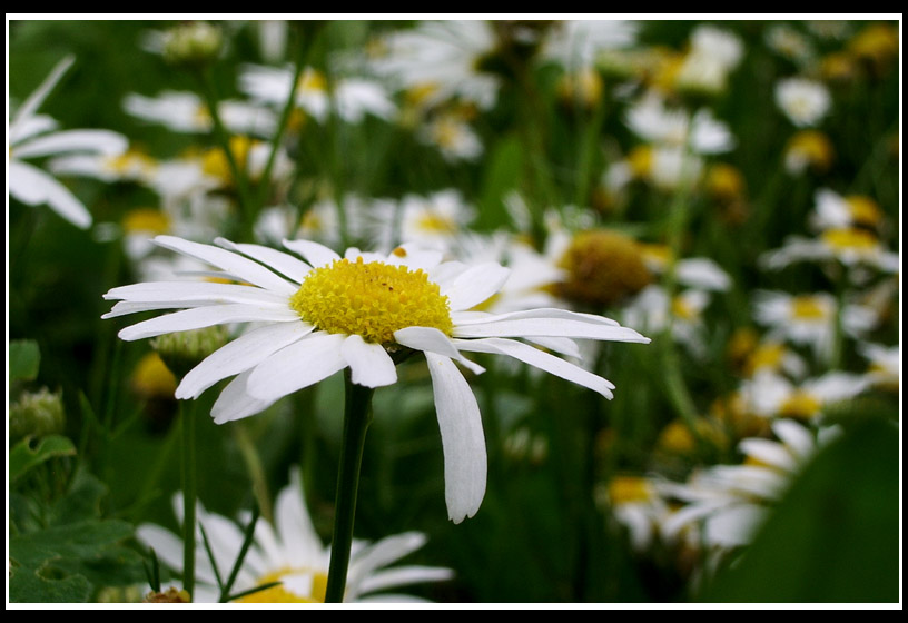 photo "At AutumN" tags: nature, macro and close-up, flowers