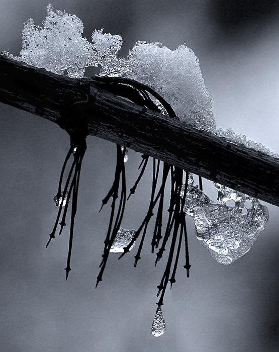 photo "The November icicles" tags: nature, 