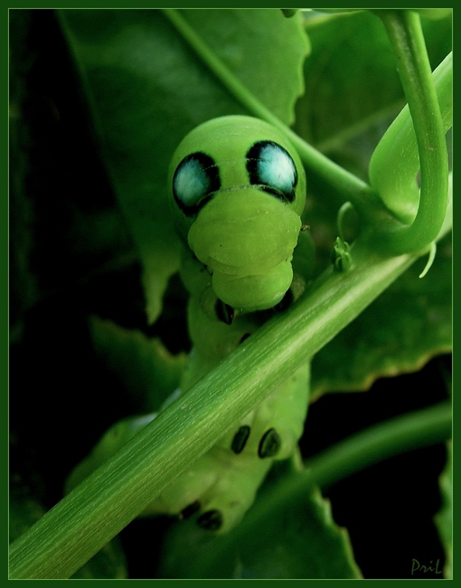photo "***" tags: macro and close-up, nature, insect