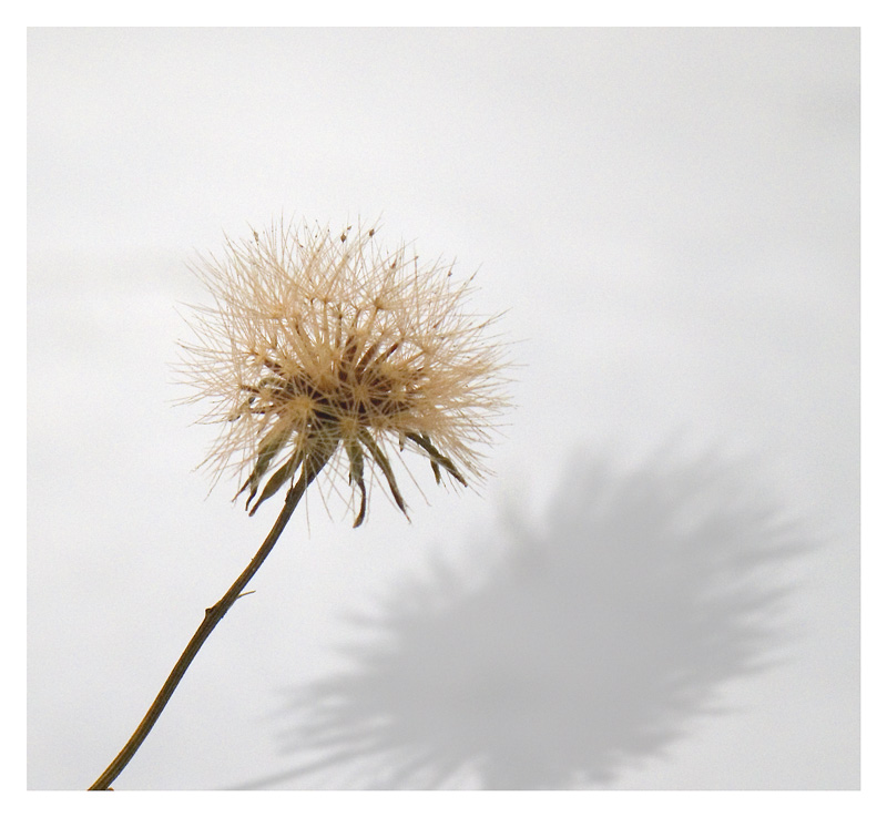 photo "The dandelion, winter version" tags: nature, genre, flowers