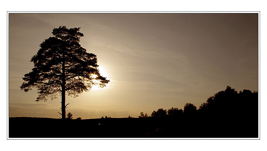 photo "Pine" tags: landscape, sunset