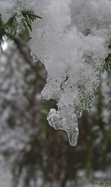 photo "***" tags: landscape, macro and close-up, forest