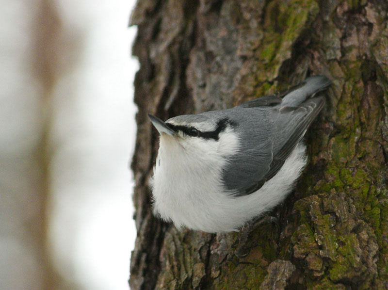 photo "bird" tags: nature, wild animals