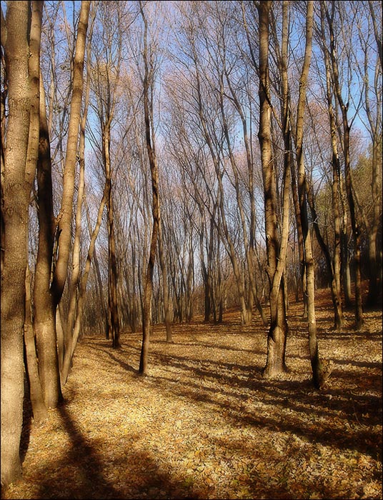 photo "***" tags: landscape, autumn