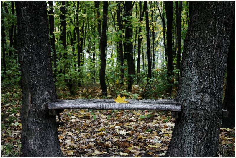 photo "Tired" tags: landscape, autumn, forest